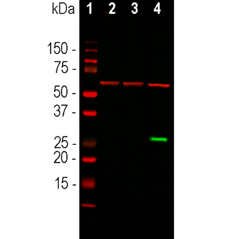 Green Fluorescent Protein (GFP) Antibody
