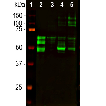 Tau Antibody