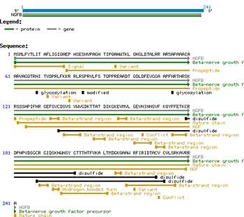 Mouse NGF-b protein