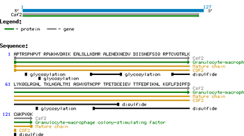 Rat GM-CSF protein