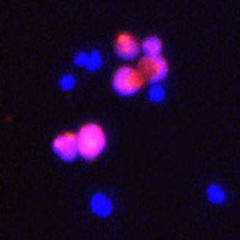 Caspase-3 (C terminal region) Antibody