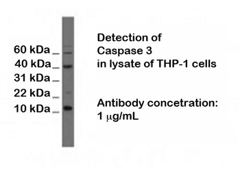 Caspase-3 (C terminal region) Antibody