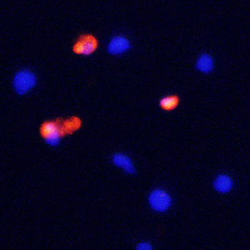 Caspase-3 (N terminal region) Antibody
