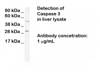 Caspase-3 (N terminal region) Antibody