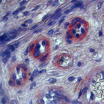 KDR (Kinase Insert Domain Receptor) Antibody