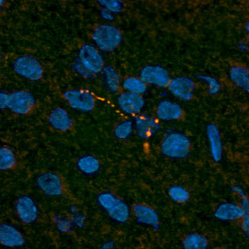 Leptin Antibody