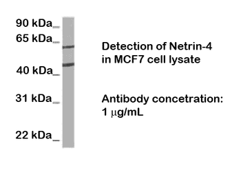 Netrin-4 (NTN4) Antibody