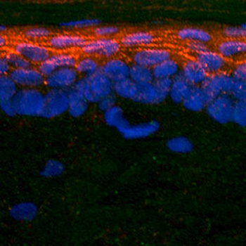 SMAD-2 Antibody