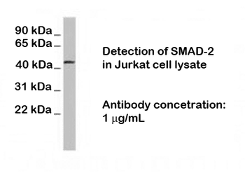 SMAD-2 Antibody