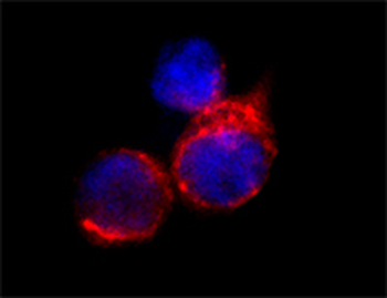TNFRSF1 (Tumor Necrosis Factor Receptor Superfamily, Member 1A), N terminal region Antibody