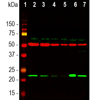 DJ1/Park7 Polyclonal Rabbit Antibody