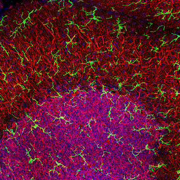 IBA1 Polyclonal Rabbit Antibody