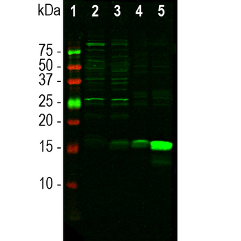 IBA1 Polyclonal Rabbit Antibody