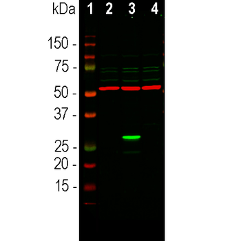 Green Fluorescent Protein (GFP) Antibody