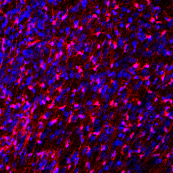 FABP7 Antibody