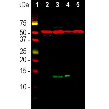 FABP7 Antibody