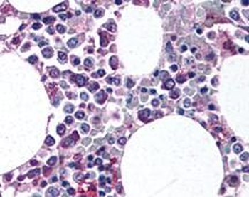 CD11b/c Antibody