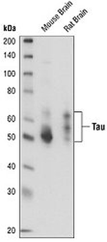Tau (Tau 46) Antibody