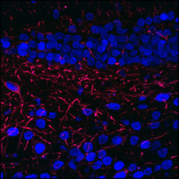 CREB Antibody