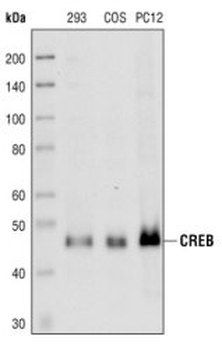 CREB Antibody