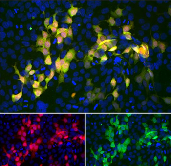 mCherry Antibody