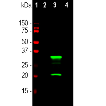 mCherry Antibody