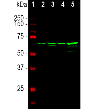 Neurofilament NF-L Antibody