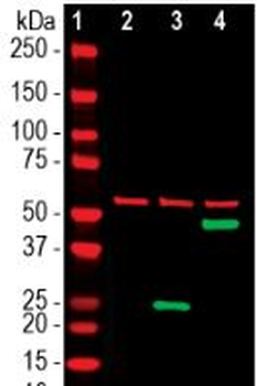 SARS-CoV2 S-Protein ACE2 Binding Domain Antibody