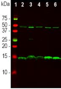 PEA-15 Antibody