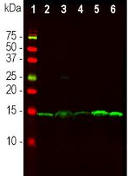 PEA-15 Antibody