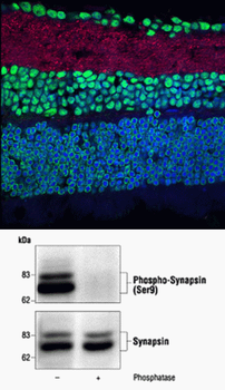Synapsin Antibody