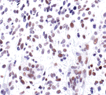 c-Jun Antibody