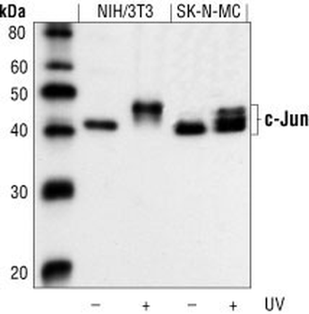 c-Jun Antibody