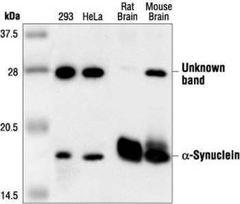 alpha-Synuclein Antibody