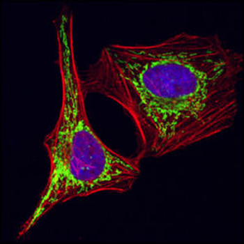 HSP60 (D307) Antibody