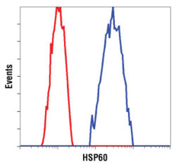 HSP60 (D307) Antibody