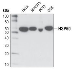 HSP60 (D307) Antibody