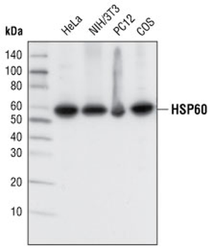 HSP60 (D85) Antibody