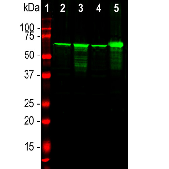 Neurofilament NF-L Antibody
