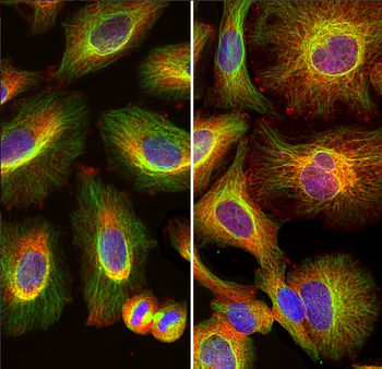 Annexin A5 Antibody