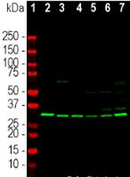 Annexin A5 Antibody