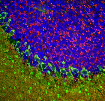 Beta-Synuclein Antibody