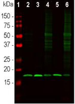 Beta-Synuclein Antibody