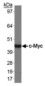 C-Myc (410-419aa) Antibody