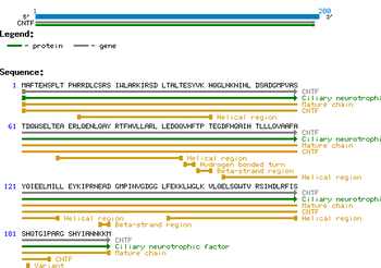 Human CNTF Protein