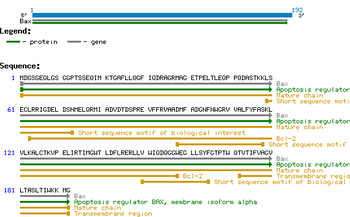Human WWOX Protein