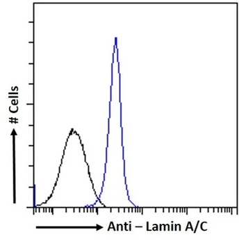Lamin A+C Monoclonal Antibody