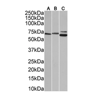 Lamin A+C Monoclonal Antibody
