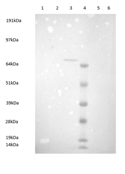 MRSA (PBP2a) Monoclonal Antibody