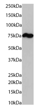 PABP Mouse Monoclonal Antibody